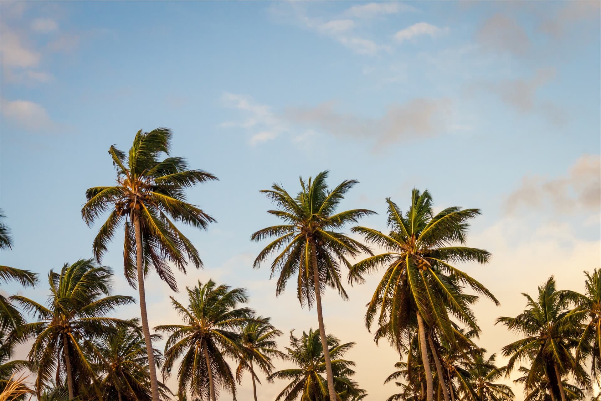 Palm trees against a bright sky